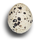 pigmentation egg